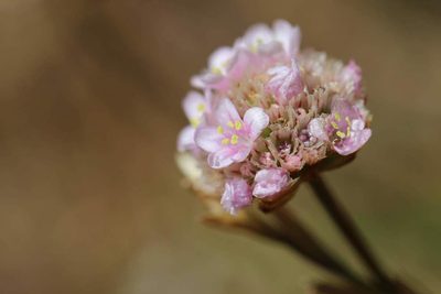 Armeria curvifolia, photographed by Cesar Ormazabal