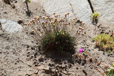 Armeria curvifolia