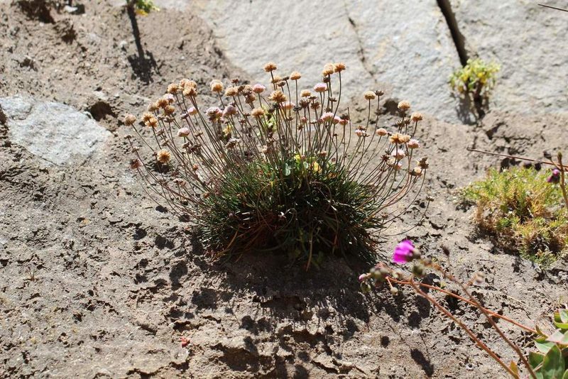 Armeria curvifolia, photographed by Cesar Ormazabal