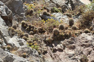 Eriosyce subgibbosa, photographed by Cesar Ormazabal
