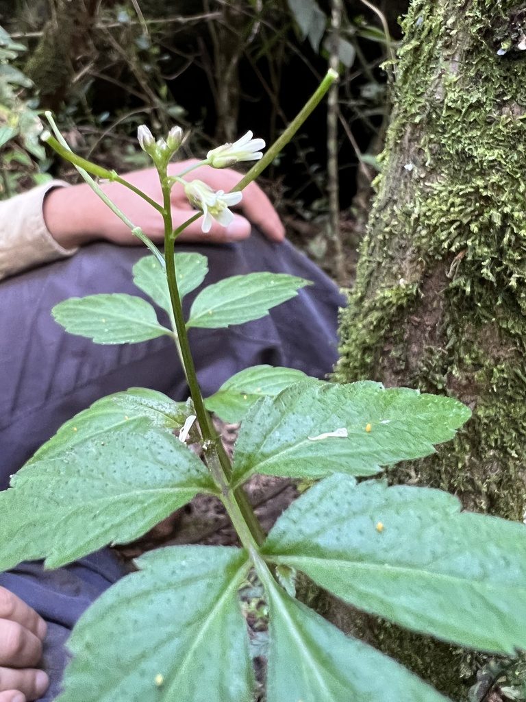 Cardamine ovata, photographed by Nicolás Baresch Uribe
