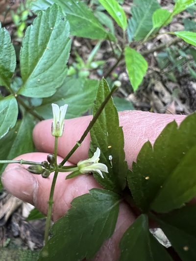 Cardamine ovata, photographed by Nicolás Baresch Uribe
