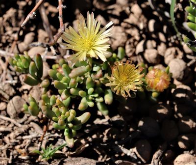 Mesembryanthemum rhizophorum, photographed by Dave Brown
