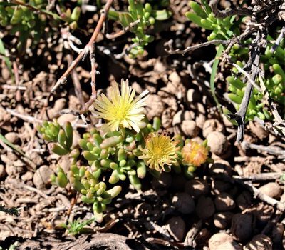 Mesembryanthemum rhizophorum, photographed by Dave Brown