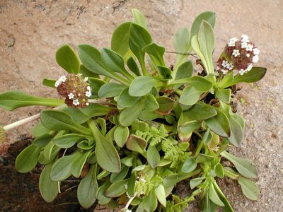 Valeriana nivalis, photographed by Naturalist Tours