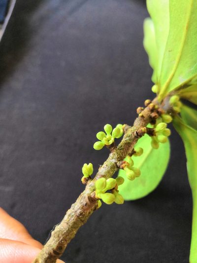 Myrsine juergensenii, photographed by Ana Nuño