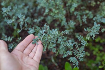 Coronilla valentina, photographed by Tim Johnson