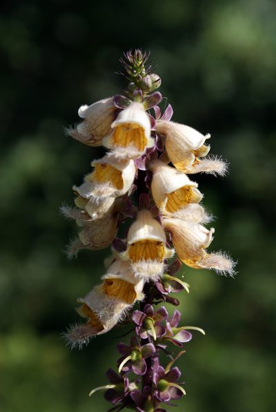Digitalis ferruginea, photographed by Tony L. Price