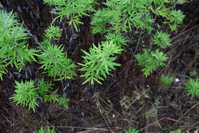Artemisia verlotiorum, photographed by Tim Johnson