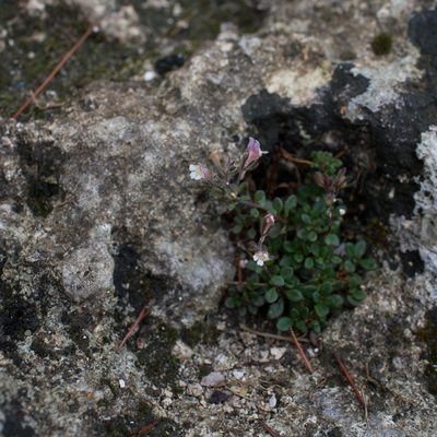 Chaenorhinum origanifolium, photographed by Tim Johnson