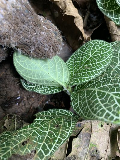 Fittonia albivenis, photographed by Line Juul Nielsen