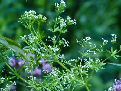 Galium asprellum, photographed by Ian Whyte