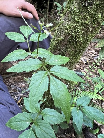 Cardamine ovata, photographed by Nicolás Baresch Uribe