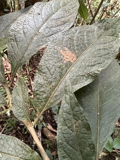 Lycianthes radiata, photographed by Nicolás Baresch Uribe
