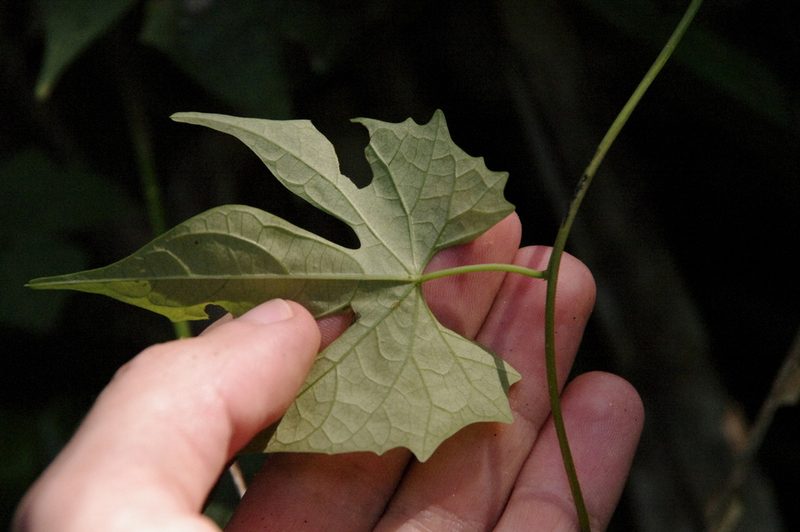 Ipomoea neei, photographed by Eric Knight