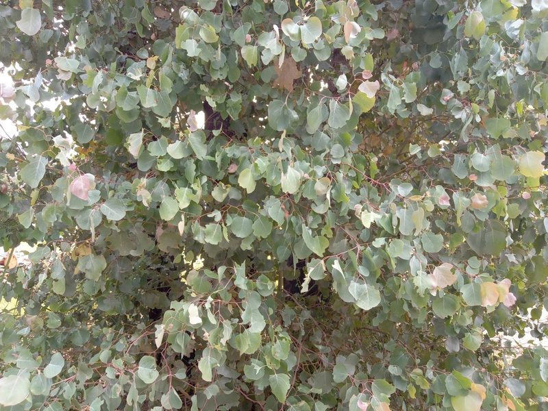 Eucalyptus baueriana, photographed by Michael McBain