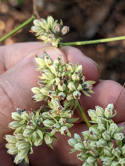 Waltheria acuminata, photographed by Eric Knight