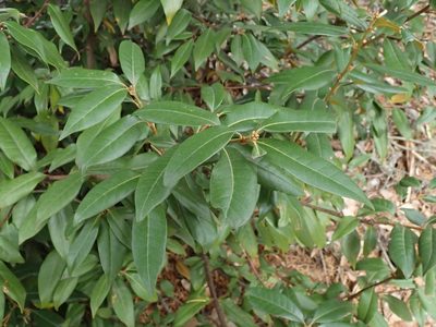 Chrysolepis chrysophylla, photographed by joergmlpts