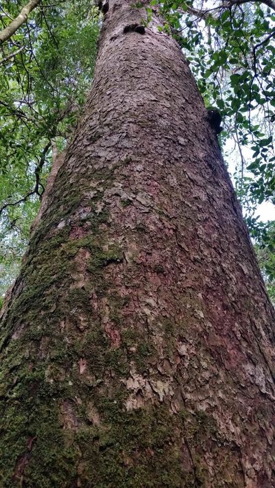 Pinus dalatensis, photographed by Eugene Popov