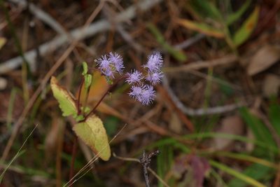 Conoclinium coelestinum, photographed by Michelle W. （鍾偉瑋）