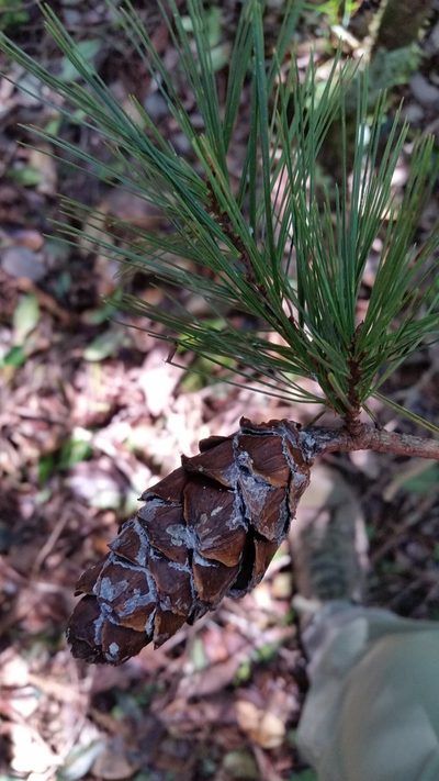 Pinus dalatensis, photographed by Eugene Popov