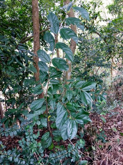 Celtis timorensis, photographed by Yj