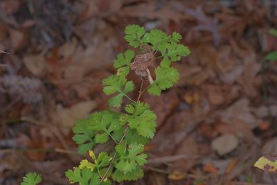 Crataegus marshallii, photographed by Michelle W. （鍾偉瑋）