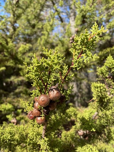 Hesperocyparis goveniana, photographed by Mike Heine