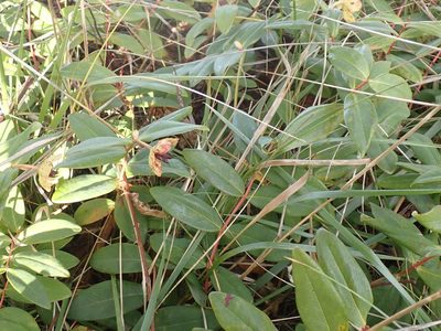 Hypericum calycinum, photographed by giantcicada