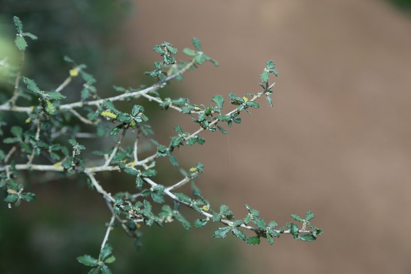 Bernardia myricifolia, photographed by Reid Hardin