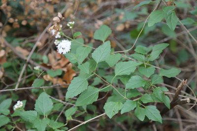 Ageratina havanensis, photographed by Reid Hardin