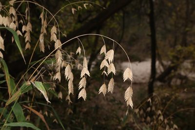 Chasmanthium latifolium, photographed by Reid Hardin