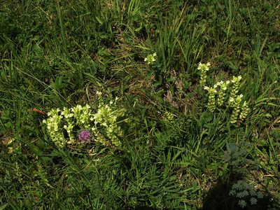 Scutellaria supina, photographed by Oleg Kosterin