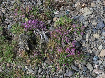 Thymus guberlinensis, photographed by Oleg Kosterin