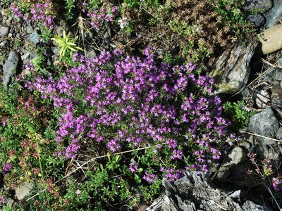 Thymus guberlinensis, photographed by Oleg Kosterin