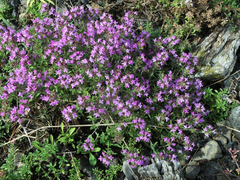 Thymus guberlinensis, photographed by Oleg Kosterin