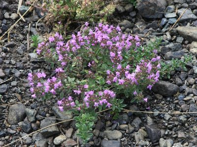 Thymus guberlinensis, photographed by Oleg Kosterin