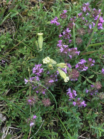 Thymus guberlinensis, photographed by Oleg Kosterin