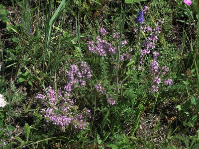 Thymus guberlinensis, photographed by Oleg Kosterin