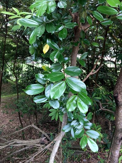 Celtis timorensis, photographed by Yj
