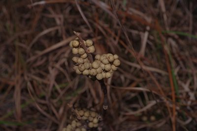 Toxicodendron pubescens, photographed by Michelle W. （鍾偉瑋）