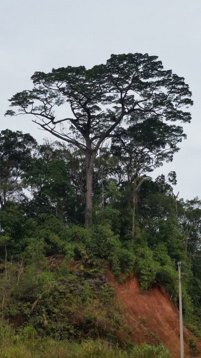 Pinus krempfii, photographed by Eugene Popov