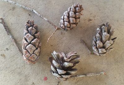 Pinus krempfii, photographed by Eugene Popov