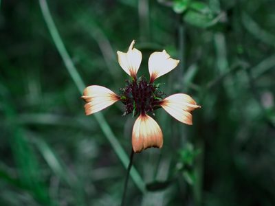 Gaillardia aestivalis