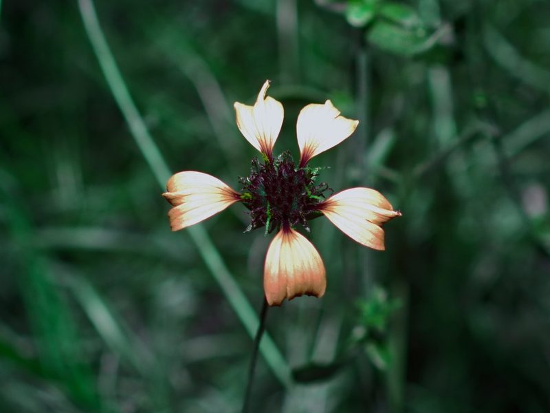 Gaillardia aestivalis, photographed by Michelle W. （鍾偉瑋）