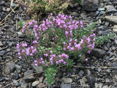 Thymus guberlinensis, photographed by Oleg Kosterin
