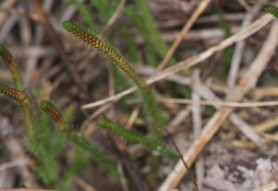 Selaginella corallina, photographed by Michelle W. （鍾偉瑋）