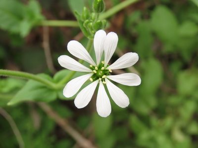 Stellaria chilensis, photographed by Nicolás Lavandero