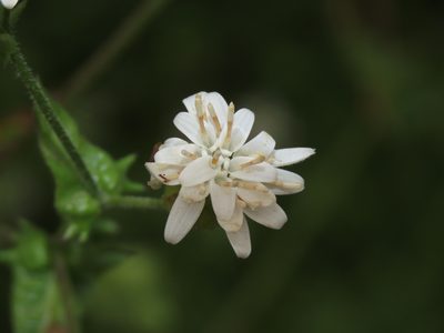 Moscharia pinnatifida, photographed by Nicolás Lavandero