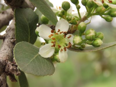 Kageneckia oblonga, photographed by Nicolás Lavandero